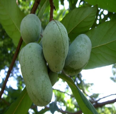 Asimina Triloba Seeds – Heirloom, Non-GMO, High Germination Organic Garden Seeds