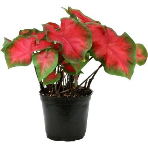 caladium flower flower seeds
