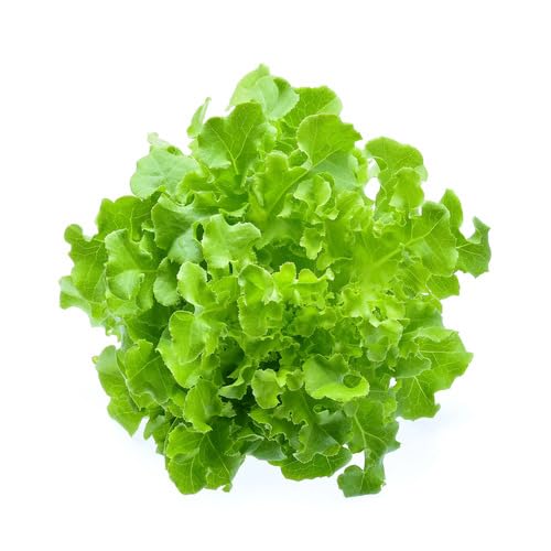 Grüne Salatsamen – Alte Sorte, gentechnikfrei, keimstark, Bio-Gartensamen für die Aussaat