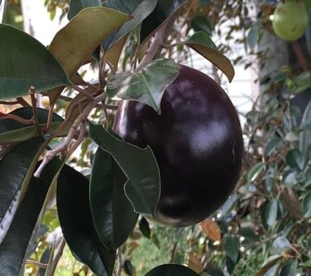 Caimito Seeds – Heirloom, Non-GMO, High Germination Organic Garden Seeds