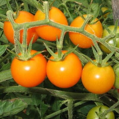 Tomato Seeds – Heirloom, Non-GMO, High Germination Organic Garden Seeds Planting