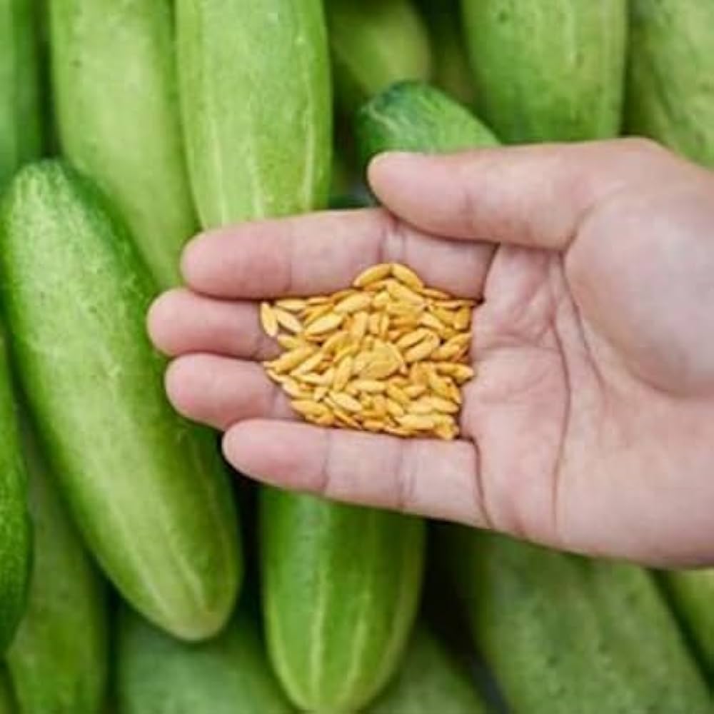 cucumber cucumis flower seeds