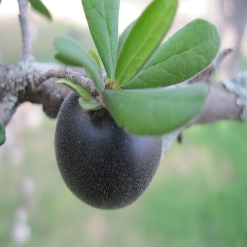 Black Permission Seeds – Heirloom, Non-GMO, High Germination Organic Garden Seeds