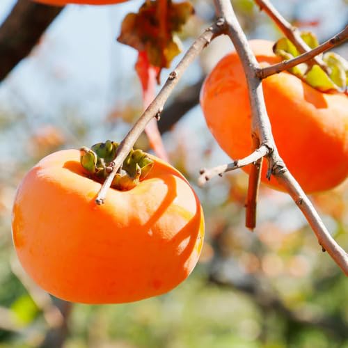 Orange Diospyros Permission Seeds – Heirloom, Non-GMO, High Germination Organic Garden Seeds
