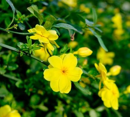 Yellow Linum Flavum Flower Seeds – Heirloom Non-GMO High Germination Organic Garden Seeds