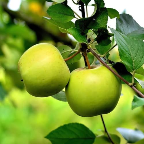 Green Apple Seeds – Heirloom, Non-GMO, High Germination Organic Garden Seeds