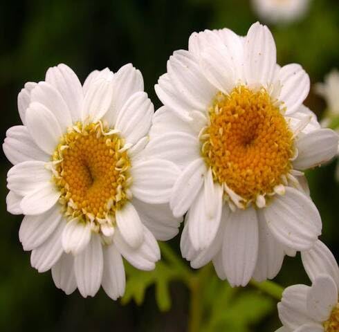 White Tanacetum Flower Seeds Heirloom Non-GMO High Germination Organic Garden Seeds for Planting