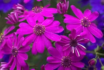 purplefloristcinerariaflowerheirloomnongmo flower seeds
