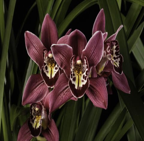 marron cymbidium flower seeds