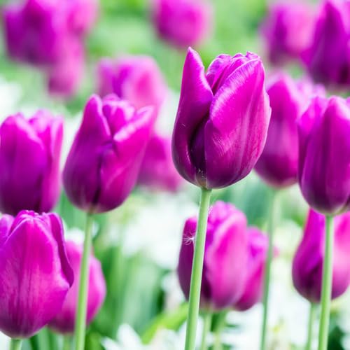 Purple Tulip Flower Seeds Heirloom Non-GMO High Germination Organic Garden Seeds for Planting