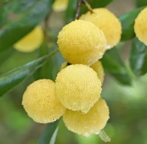 Yellow Bayberry Seeds – Heirloom, Non-GMO, High Germination Organic Garden Seeds