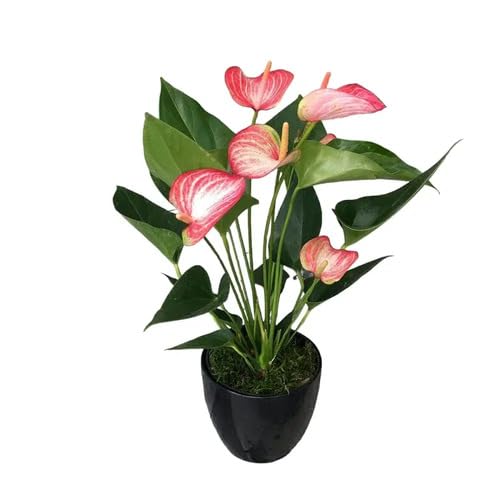 Red White Anthurium Andraeanu Flower Seeds Heirloom Non-GMO High Germination Organic Garden Seeds for Planting