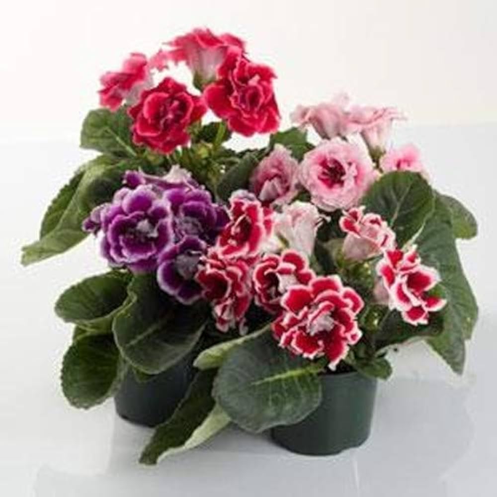 gloxinia brokat flower seeds