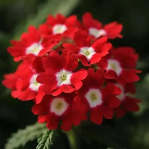 Verbena Flower Seeds for Planting – Heirloom, Non-GMO, High Germination
