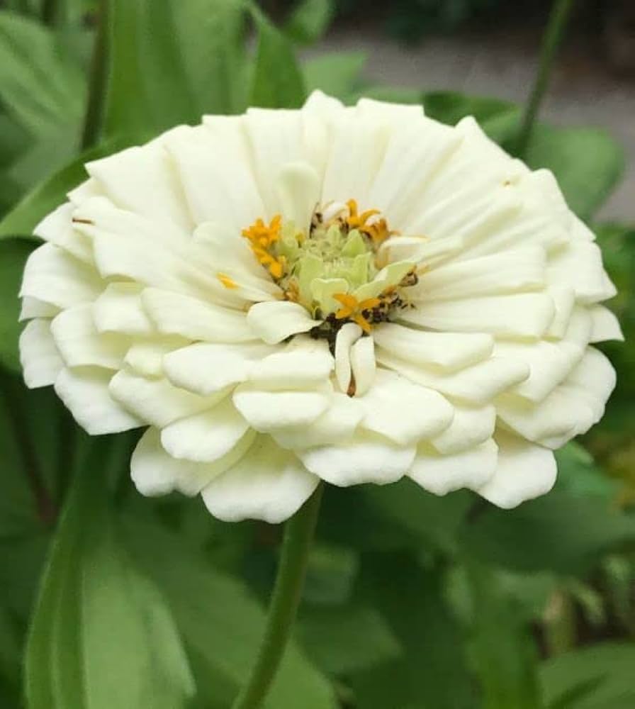 zinnia belyy flower seeds