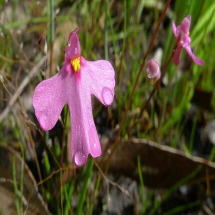 Pink Utricularia Flower Seeds Heirloom Non-GMO High Germination Organic Garden Seeds