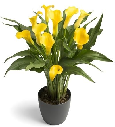 Yellow Zantedeschia Flower Seeds for Planting | Heirloom Non-GMO Organic