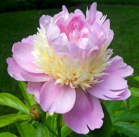 White Pink Peony Flower Seeds for Planting – Heirloom, Non-GMO, High Germination