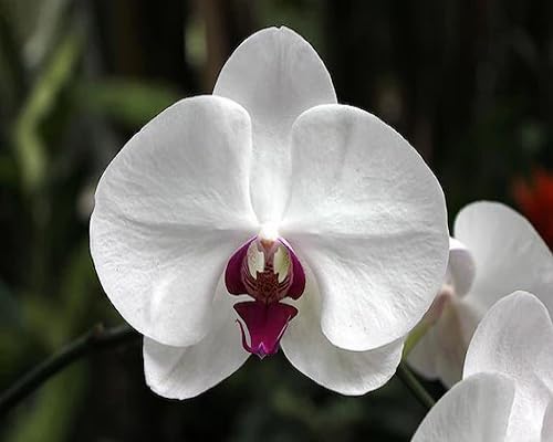 Semillas de flor de orquídea gigante blanca – Semillas de herencia no transgénicas de alta germinación