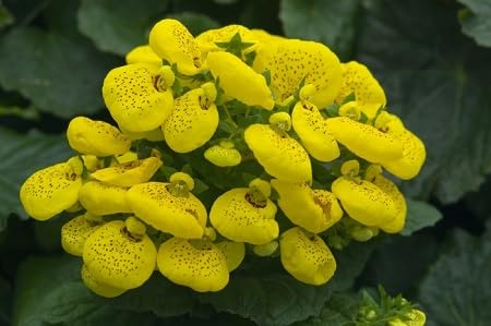 Calceolaria Flower Seeds Yellow – Heirloom Non-GMO High Germination Organic Garden Seeds