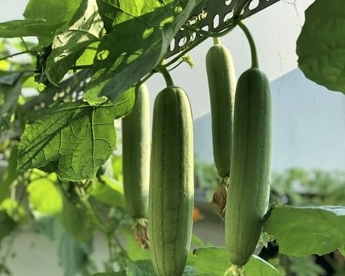 Luffa Seeds – Heirloom, Non-GMO, High Germination Organic Garden Seeds Planting