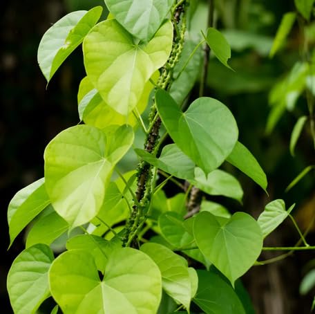 green tinospora flower seeds