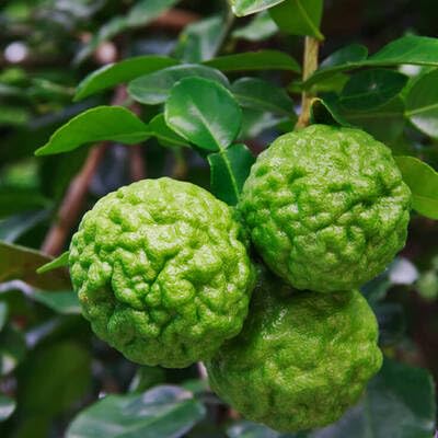 kaffir lime fruit heirloom non-gmo seeds