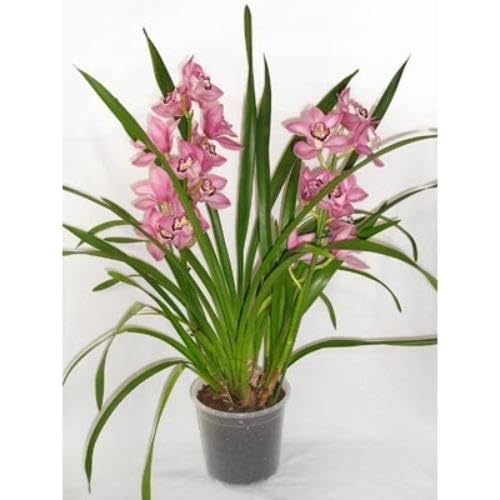 Pink Cymbidium Flower Seeds – Heirloom, Non-GMO, High Germination Organic Garden Seeds for Planting