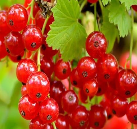 Currant Seeds – Heirloom, Non-GMO, High Germination Organic Garden Seeds