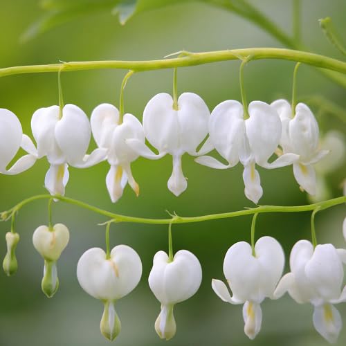Semillas de flores de Dicentra Blancas – Cimarrón No-OGM Alta Germinación