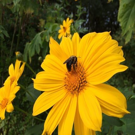Tithonia Diversifolia Flower Seeds – Heirloom, Non-GMO, High Germination Organic Seeds