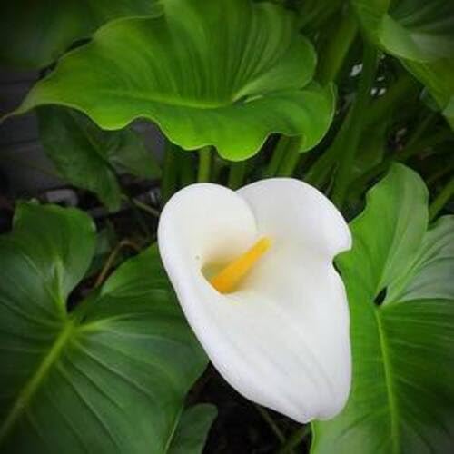 White Zantedeschia Aethiopica Flower Seeds – Heirloom Non-GMO High Germination Organic Garden Seeds