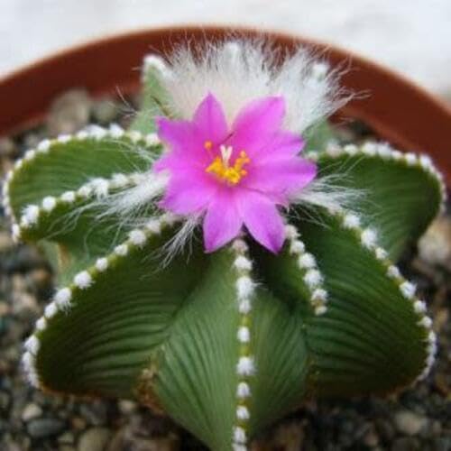 Aztekium Hintonii Flower Seeds – Heirloom, Non-GMO, High Germination Organic Garden Seeds for Planting