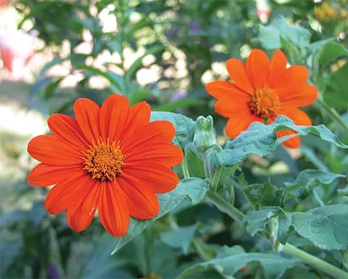 Sunflower Flower Seeds Red Heirloom Non-GMO High Germination Organic Garden Seeds