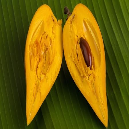 Lucuma Nervosa Samen – Erbstück, gentechnikfrei, hochkeimfähig, Bio-Gartensamen