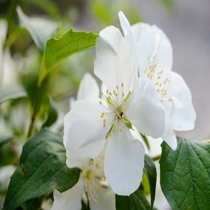 Weiße Bauernjasmin-Blumensamen – Heirloom, gentechnikfrei, keimstarke Bio-Gartensamen zum Pflanzen