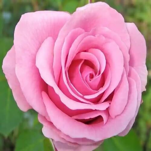 Pink Rose Flower Seeds for Planting – Heirloom Non-GMO High Germination Organic Garden Seeds