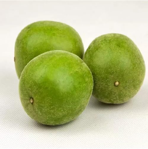 Green Monk Seeds – Heirloom, Non-GMO, High Germination Organic Garden Seeds