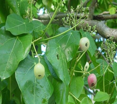 lantern tree flower seeds