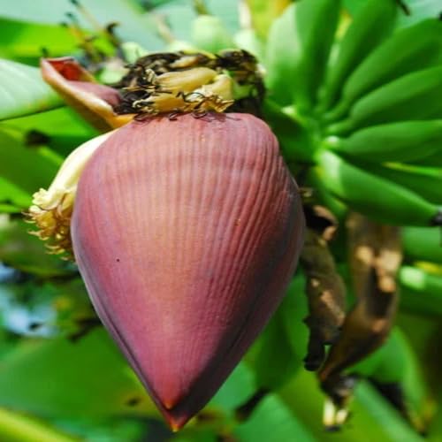 Maronen-Kochbananen-Samen – Alte Sorte, gentechnikfrei, keimstark, biologische Garten-Pflanzsamen