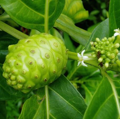 Noni Seeds – Heirloom, Non-GMO, High Germination Organic Garden Seeds