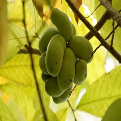 Paw Paw Seeds – Heirloom, Non-GMO, High Germination Organic Garden Seeds