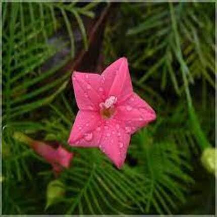 Pink Star Creeper Blumensamen – Alte Sorte, gentechnikfrei, hohe Keimfähigkeit, Bio-Gartensamen