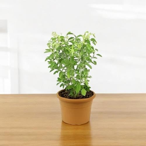 Green Basil Plant Seeds Heirloom Non-GMO High Germination Organic Garden Seeds for Planting