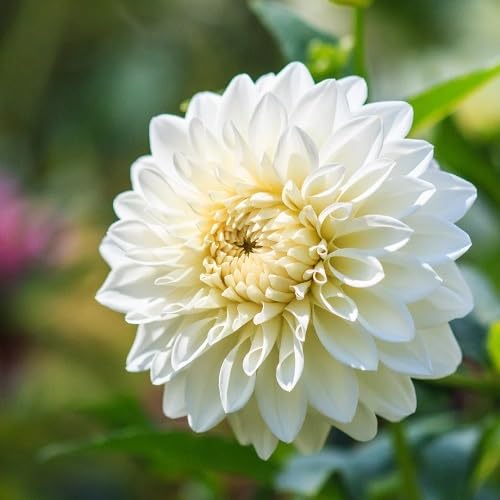 White Perennial Flowers Seeds Heirloom Non-GMO High Germination Organic Garden Seeds for Planting