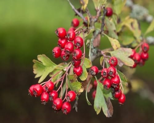Red Huckleberry Seeds – Heirloom, Non-GMO, High Germination Organic Garden Seeds