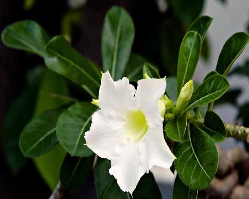 New Adenium Flower Seeds White Heirloom Non-GMO High Germination Organic Garden Seeds