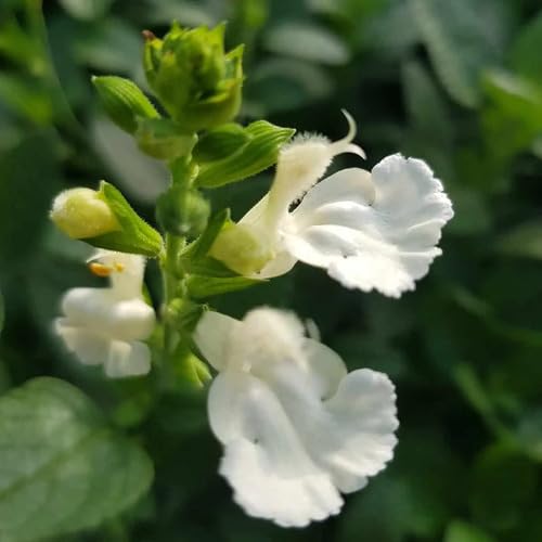 White Salvia Flower Seeds Heirloom Non-GMO High Germination Organic Garden Seeds for Planting