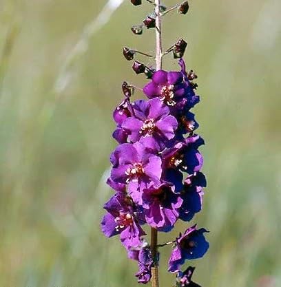 Lila Königskerze Blumensamen – Heirloom, gentechnikfrei, hochkeimende Bio-Gartensamen zum Pflanzen