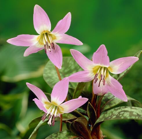 Pink Erythronium Dens Flower Seeds Heirloom Non-GMO High Germination Organic Garden Seeds for Planting